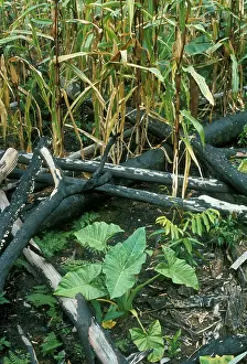 Tribal: Slash and Burn Agriculture