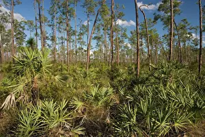 Palmetto: Slash pine (Pinus elliottii) and saw-palmetto woodland