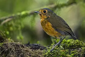 Blanco: Slate-crowned Antpitta (Grallaricula nana) Rio Blanco