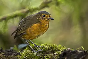 Blanco: Slate-crowned Antpitta (Grallaricula nana) Rio Blanco
