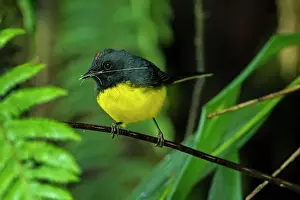 Redstarts: Slate-throated Redstart, Las Tangaras Bird Reserve