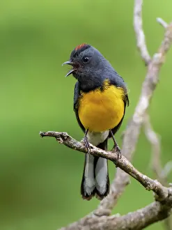 Multi: Slate-throated Redstart (Myioborus miniatus), Ch