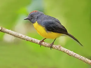 Redstarts: Slate Throated Redstart Myioborus miniatus Ecuad