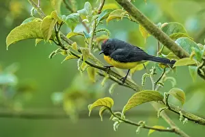 Redstarts: Slate-throated Whitestart / Slate-throated Redstart
