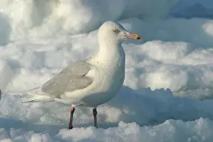 Slaty: Slaty-Backed Gull