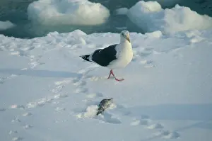 Slaty: Slaty-backed Gull
