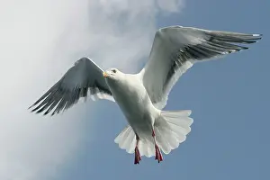 Slaty: Slaty-Backed Gull - in flight
