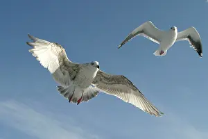 Slaty: Slaty-Backed Gull - in flight