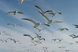 Slaty: Slaty-Backed Gull - in flight