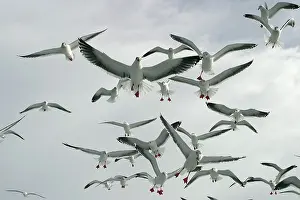 Slaty: Slaty-Backed Gull - flock in flight