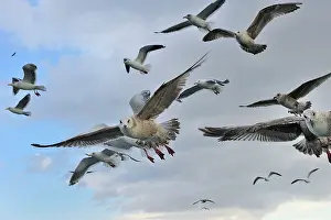 Slaty: Slaty-backed Gull / Pacific Gull in flight