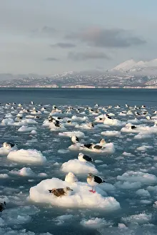 Slaty: Slaty-Backed Gull - resting on ice
