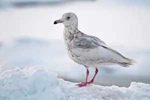 Slaty: Slaty-backed Gull - second winter bird standing on sea ice
