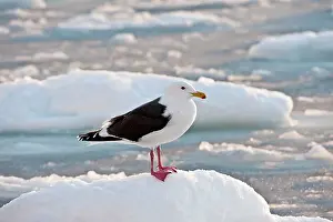 Slaty: Slaty-backed Gull - standing on sea ice