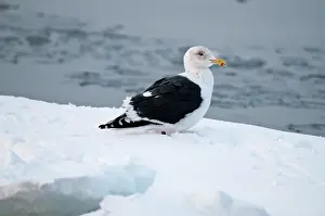 Slaty: Slaty-backed Gull - standing on sea ice