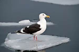Slaty: Slaty-backed Gull - standing on sea ice