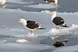 Slaty: Slaty-backed Gull - two standing on sea ice