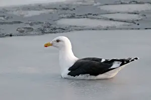 Slaty: Slaty-backed Gull - swimming amongst sea ice