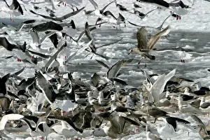 Frenzy: Slaty-Backed Gulls - flock feeding on fish