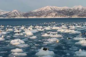 Slaty: Slaty-Backed Gulls - resting on ice