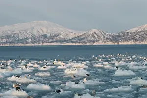 Slaty: Slaty-Backed Gulls - resting on ice