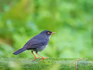 Thrush: Slaty Backed Nightingale Thrush Catharus fuscate