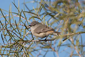 141118: Slaty-backed Thornbill - perched on a branch - In