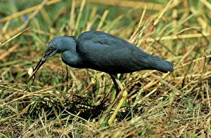 Slaty: Slaty Egret - feeding