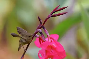 Gerardo: Slaty Flower Piercer - female Diglossa plumbea San Gerardo d