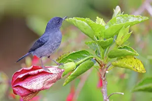 Gerardo: Slaty Flower Piercer - male Diglossa plumbea San Gerardo de