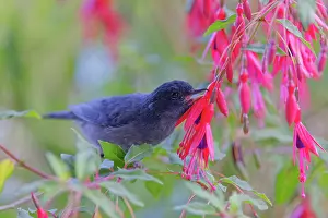 Piercer: Slaty Flower Piercer - male piercing flower to feed Diglossa