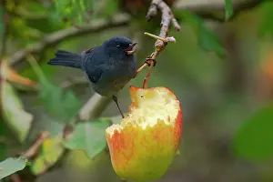 Jim Zipp: Slaty Flowerpiercer, Slaty Flowerpiercer, Diglossa plumbea