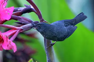 Jim Zipp: Slaty Flowerpiercer, Slaty Flowerpiercer, Diglossa plumbea
