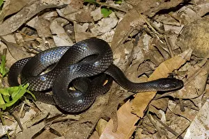 Cucullatus: Slaty-grey Snake