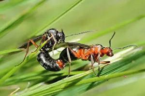 Sanguinea: Slavemaker ant (Formica sanguinea) mating, Samoens