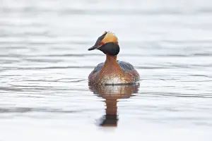 Vaermland: Slavonian Grebe