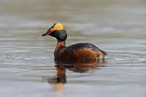 Vaermland: Slavonian Grebe