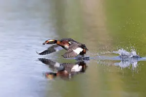 Vaermland: Slavonian Grebe