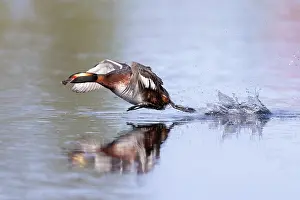 Vaermland: Slavonian Grebe