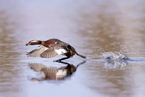Vaermland: Slavonian Grebe