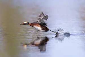 Vaermland: Slavonian Grebe
