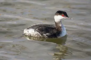 Podiceps: Slavonian grebe or Horned grebe - swimming - North