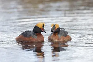 Vaermland: Slavonian Grebe pair