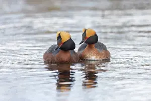 Vaermland: Slavonian Grebe pair