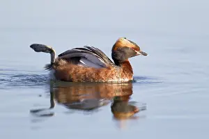 Waving: Slavonian Grebe (Podiceps auritus) male on wate