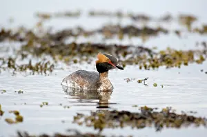 Slavonian: Slavonian Grebe - Swimming in loch