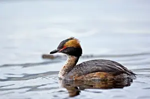 Slavonian: Slavonian Grebe - Swimming in loch