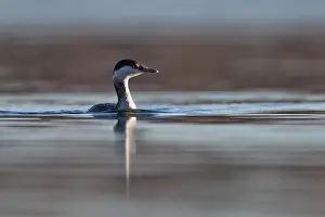 Slavonian: Slavonian Grebe - winter plumage