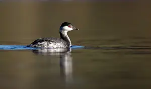 Slavonian: Slavonian Grebe winter plumage February