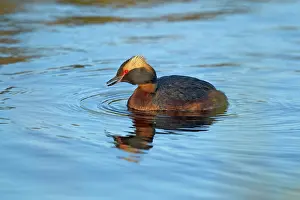 Slavonian: Slavonian / Horned Grebe